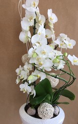 Orchide Blanche