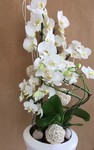Orchidée Blanche 