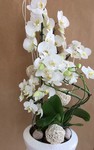 Orchide Blanche 